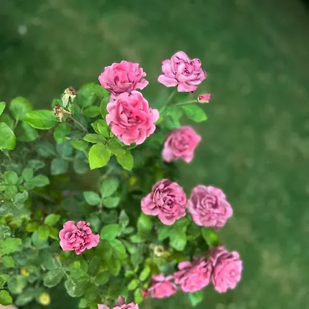 Asimado فندق 4*