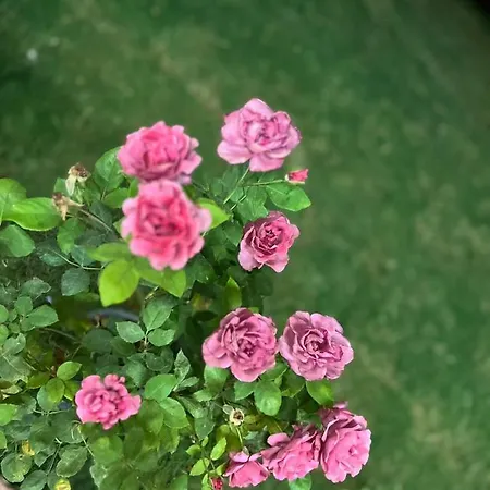 فندق Asimado